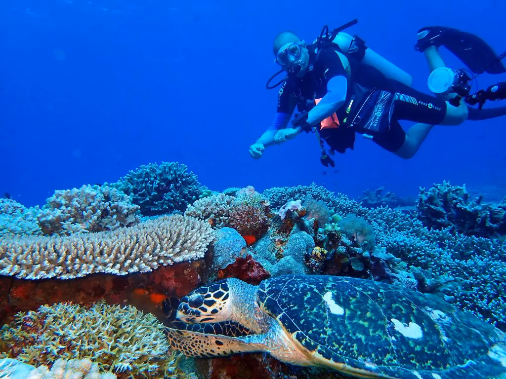 An underwater picture of someone scuba diving on Apo Reef with the reef and a turtle in the foreground. This is taken at Apo Reef in the Philippines