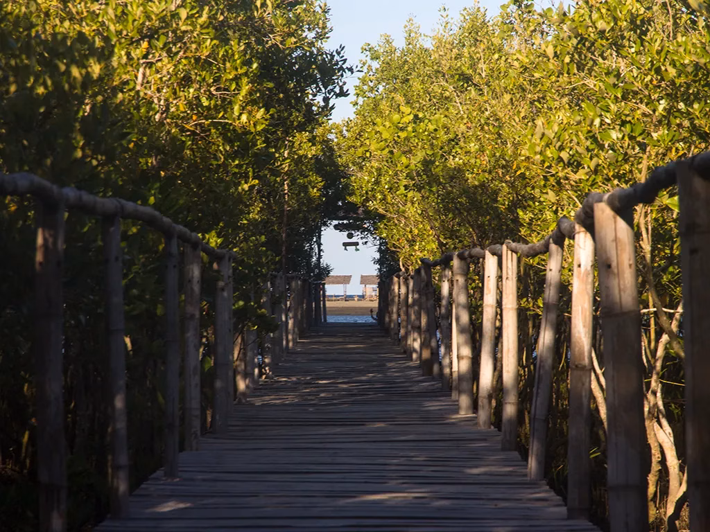 Another picture of the boardwalks across the sprawling mangroves.