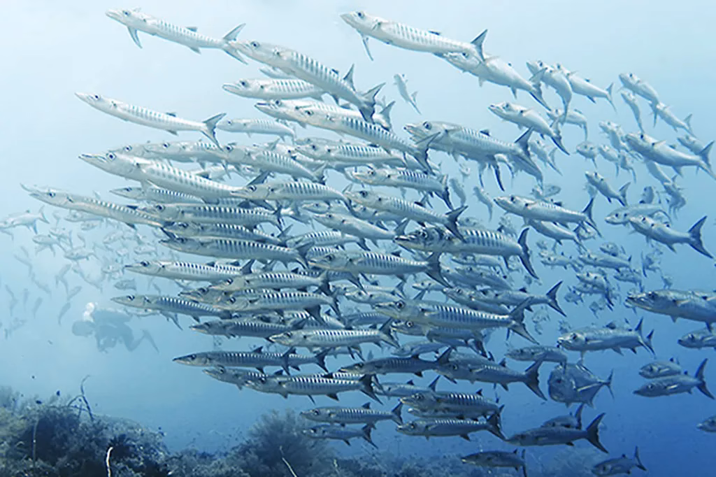 A large school of barracuda swimming in tight formation over a coral reef in Tubbataha Reef Natural Park, Palawan, Philippines, with a scuba diver visible in the background for scale.