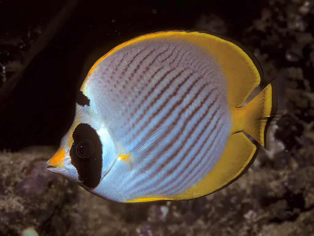 Philippine Butterfly Fish (Bep chaetodon adiergastos).
