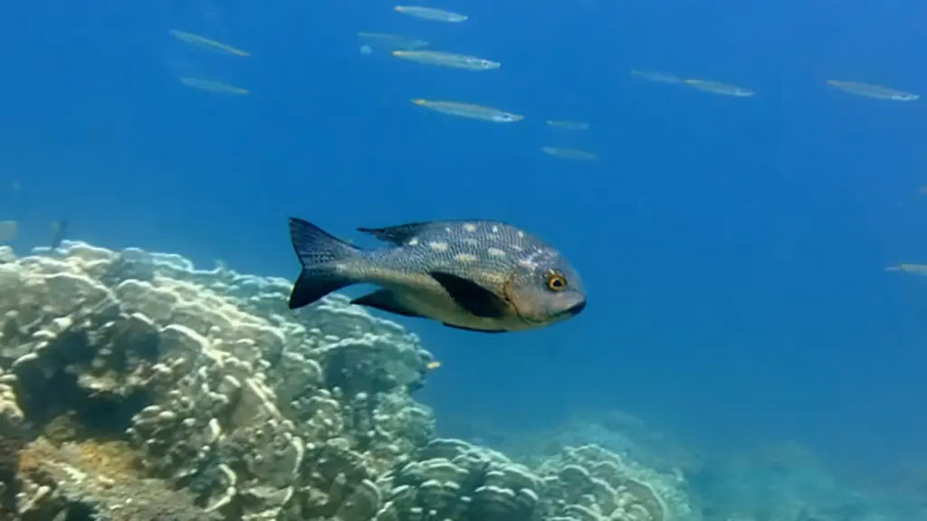 A black snapper fish swimming above a coral reef in the clear blue waters of El Nido, Palawan, Philippines, with a school of slender fish visible in the background water column.