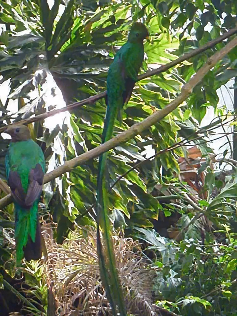 Two green parrots perched on branches in dense tropical foliage in El Nido, Palawan, Philippines, with one displaying a distinctive long tail, surrounded by large-leafed jungle vegetation.