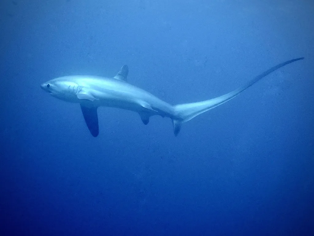 Thresher Shark at Kimud Shoal, Malapascua, Philippines