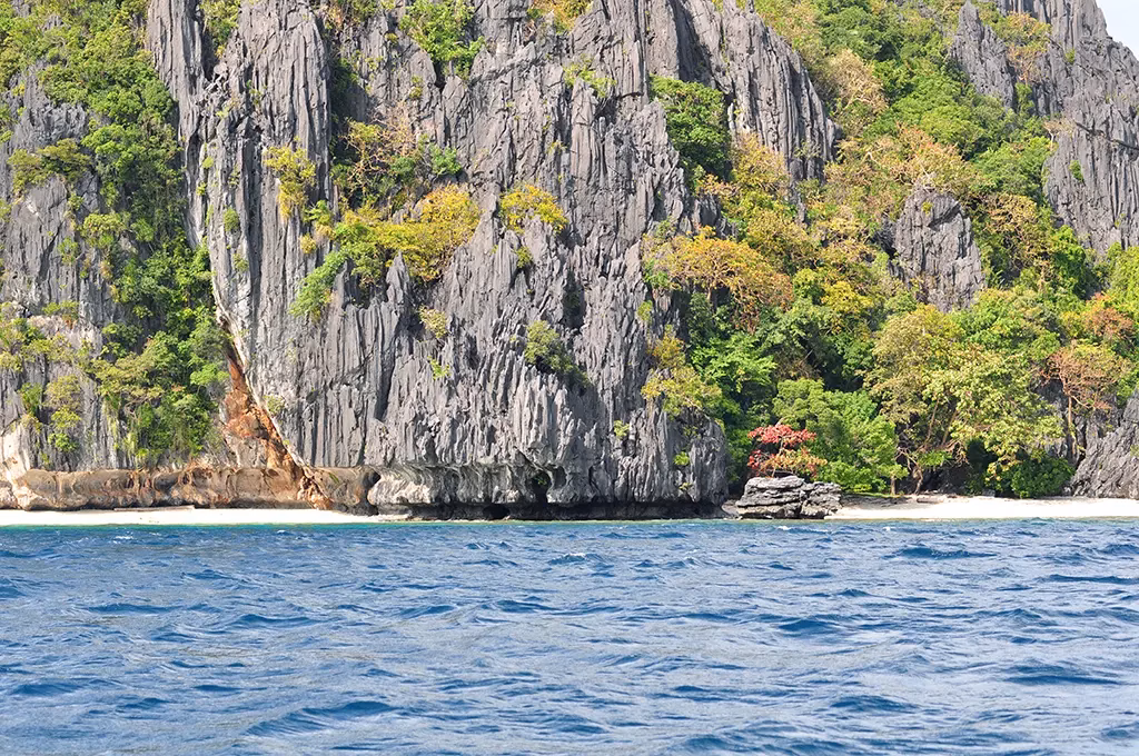 A view from the water of towering grey karst limestone cliffs in El Nido, Palawan, Philippines, with tropical vegetation clinging to the rock face, narrow white sand beaches at the base, and a small isolated rock formation topped with a red-flowering tree in the foreground.