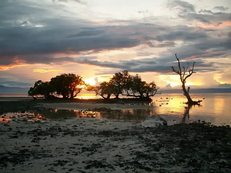 Sunset over a small mangrove on Siquijor Island at sunset with calm reflective water, dramatic clouds, and silhouetted trees at low tide.