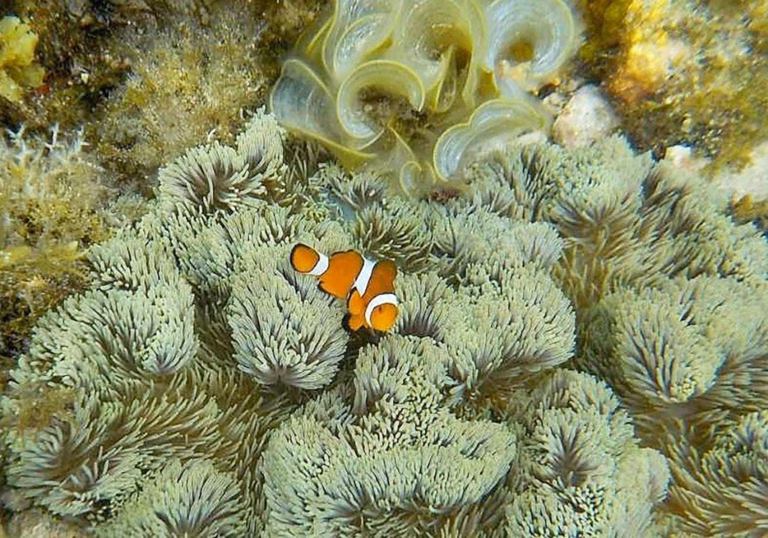 Clown Fish on a reef at Apo Island in the Philippines